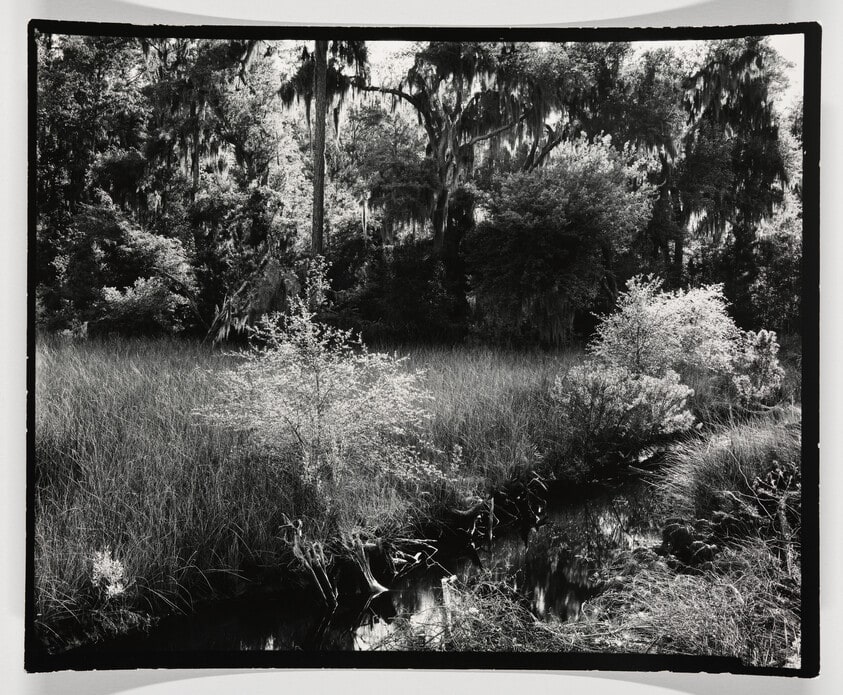 Meadow
