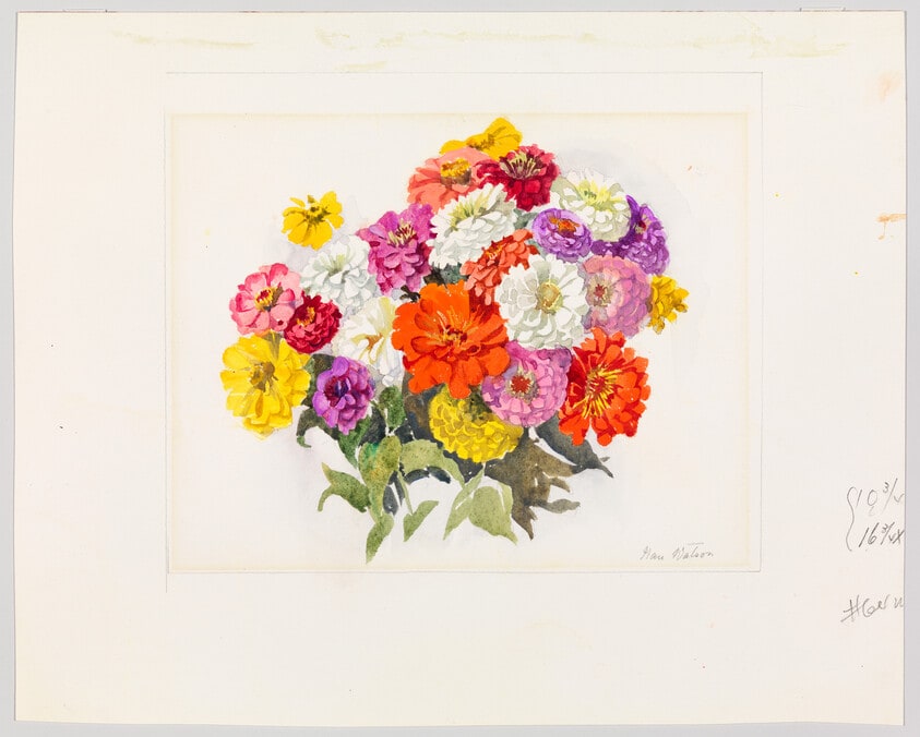 Zinnias