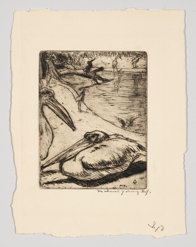 Pelicans