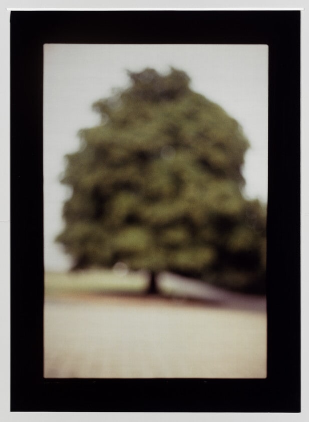 Tree, Potsdam