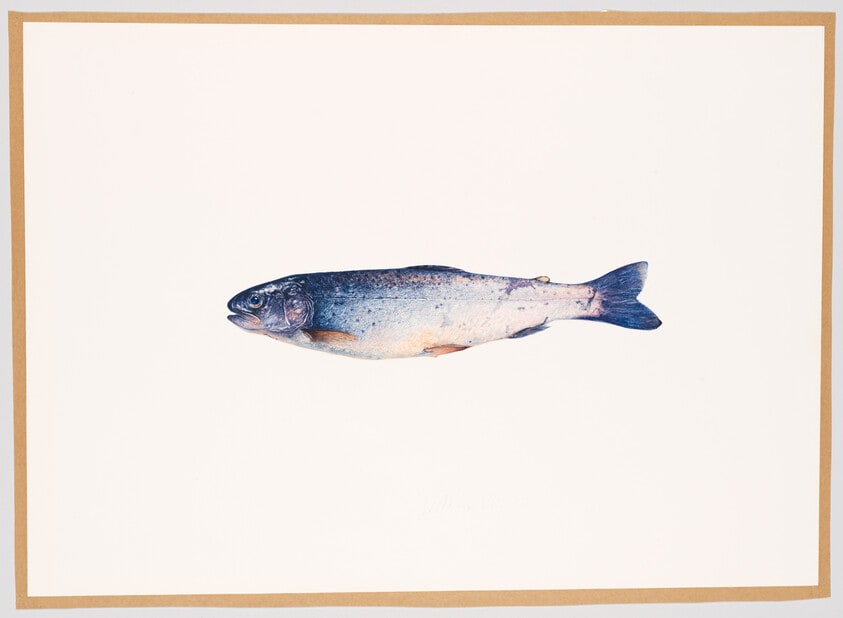 Rainbow Trout - Muir Creek