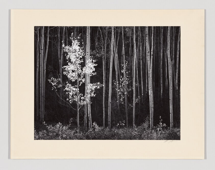 Aspens, Northern New Mexico