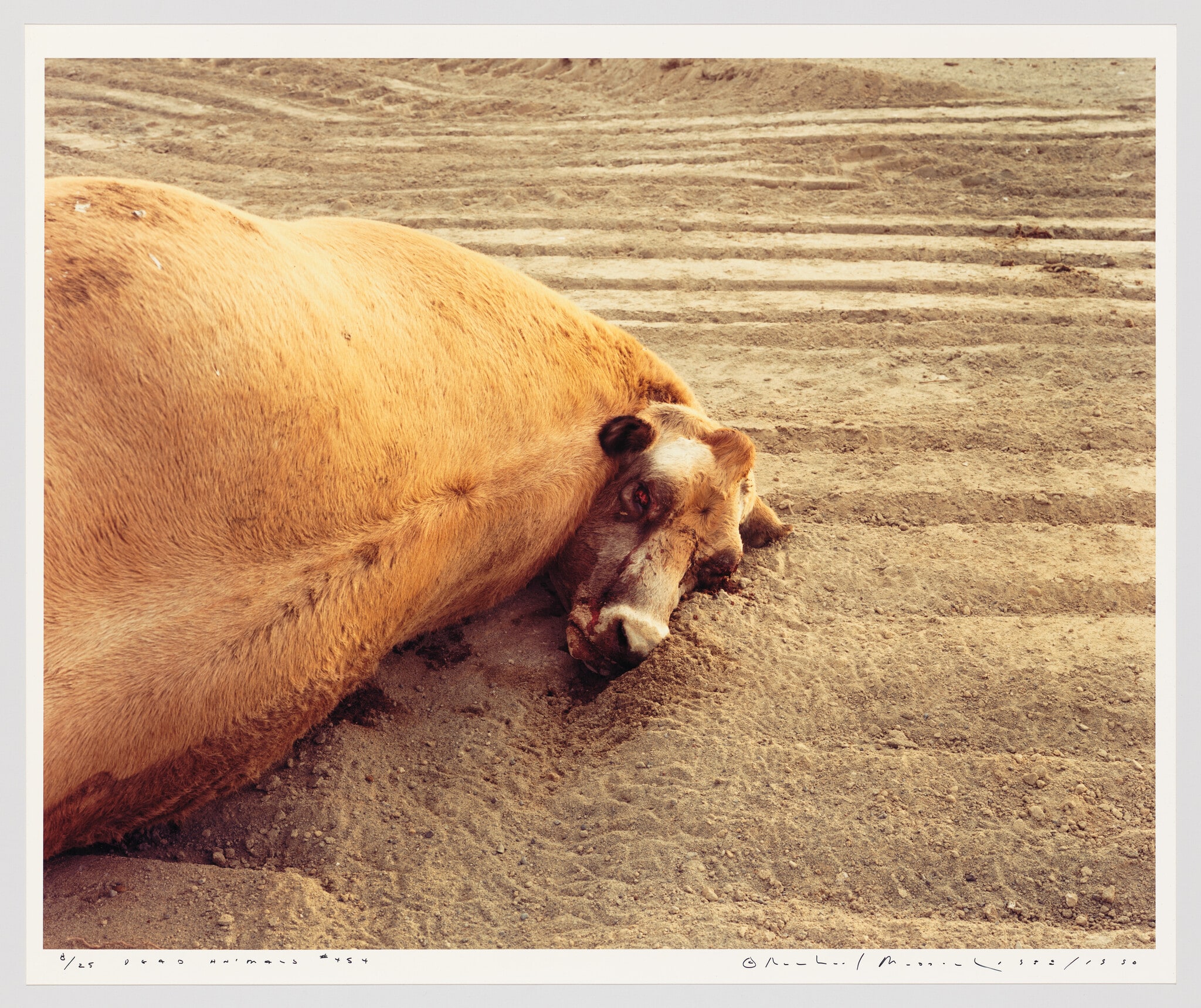 Dead Animals #454