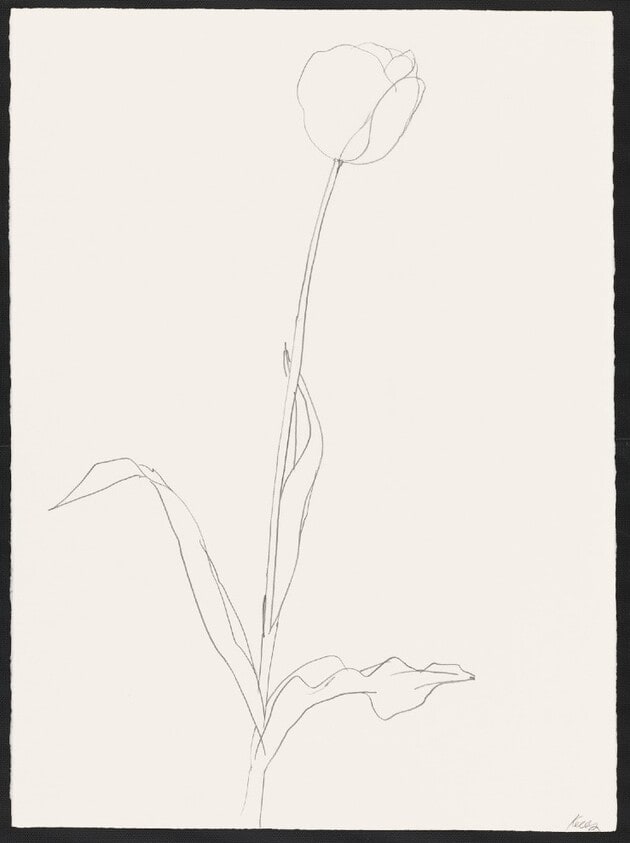 Tulip
