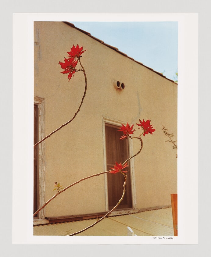 Untitled (Flowers in Front of Window)