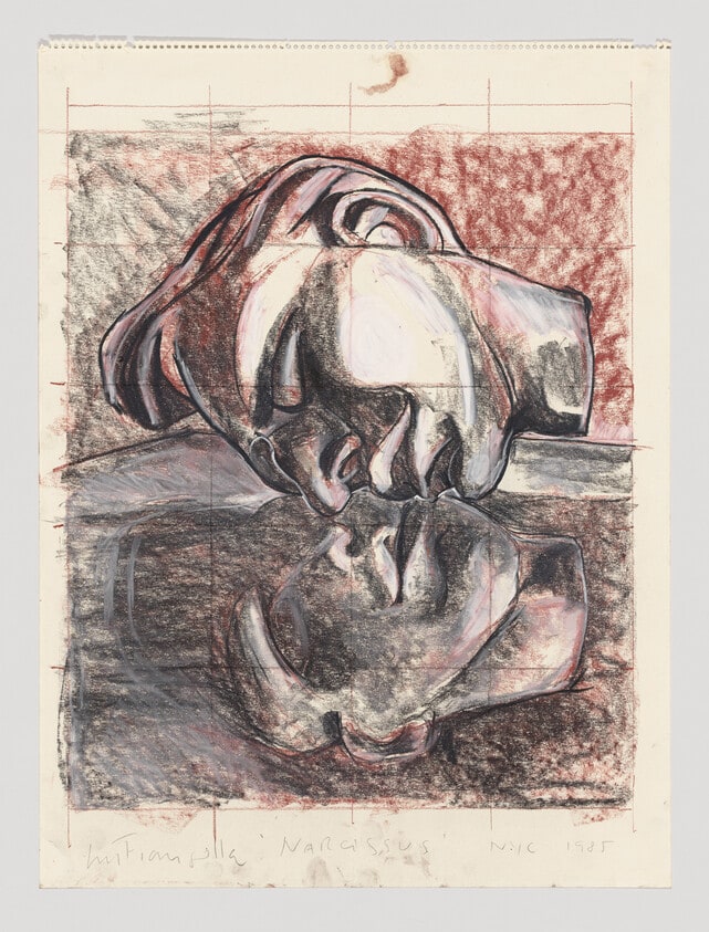 Narcissus