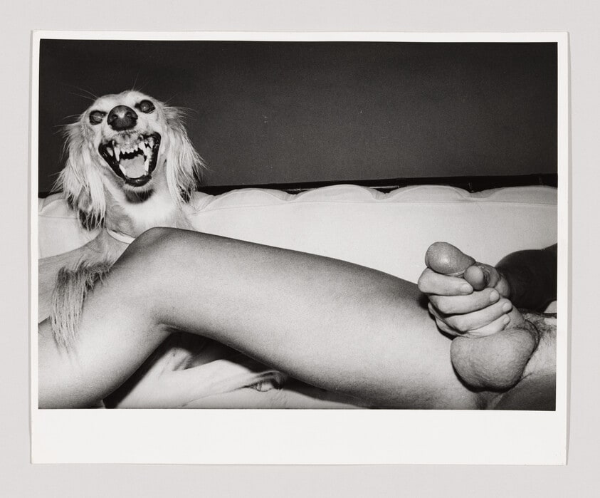 Dog