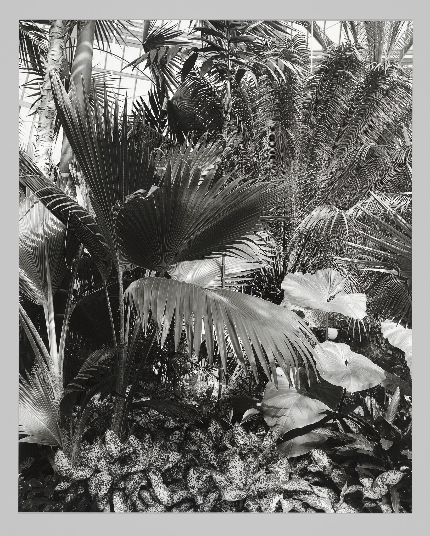 Untitled (Como Park Conservatory)
