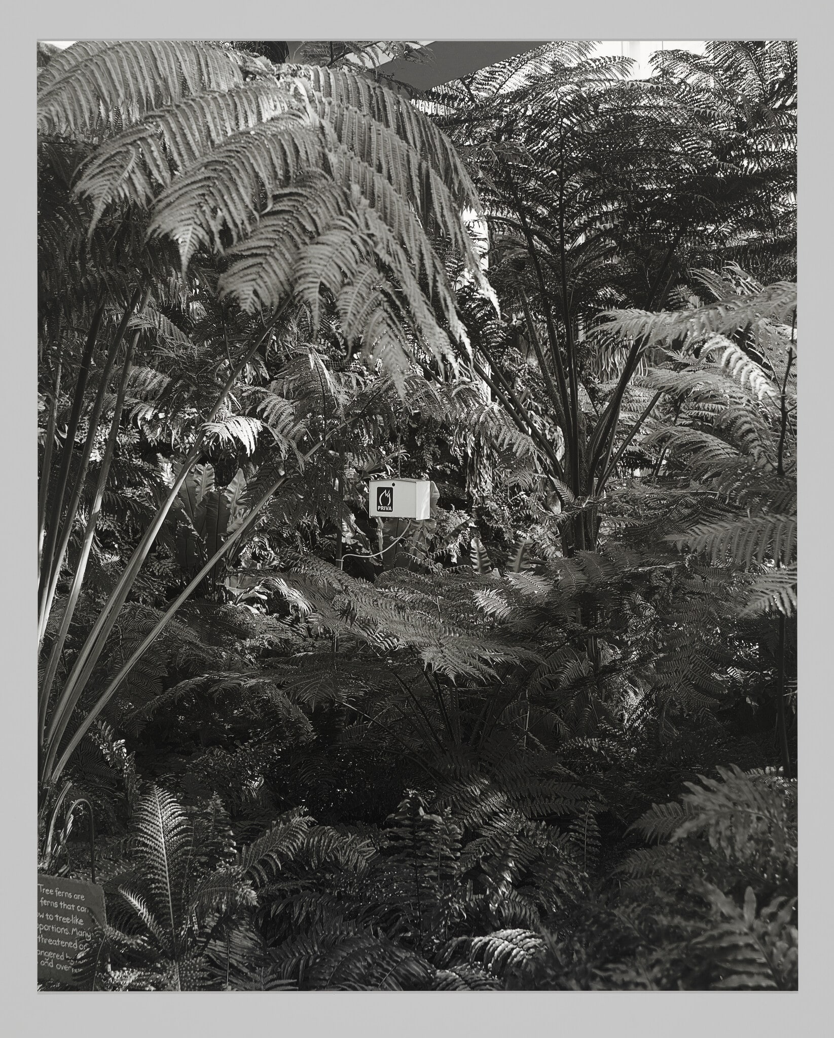 Untitled (Como Park Conservatory)