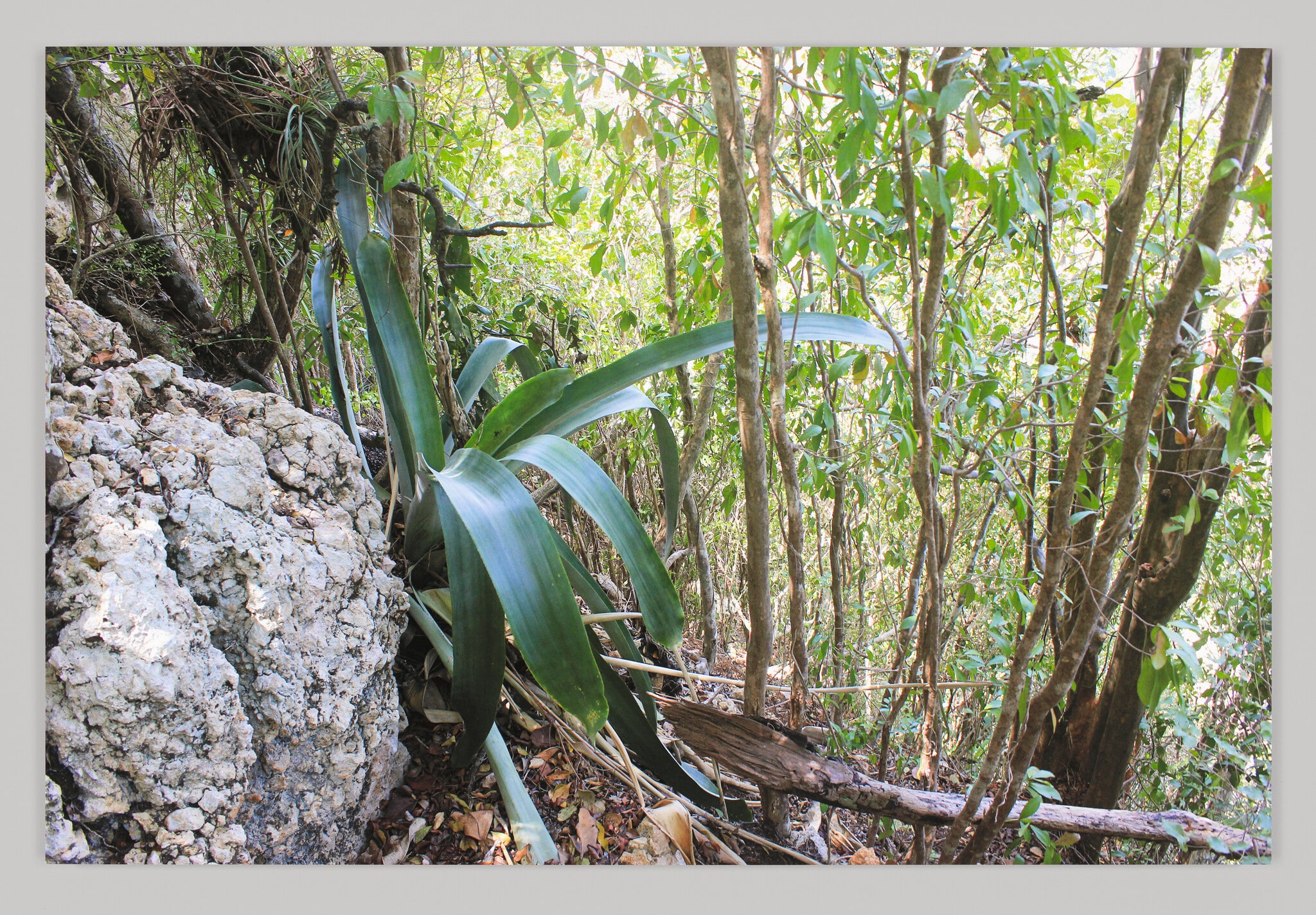 Bromelia Gigante