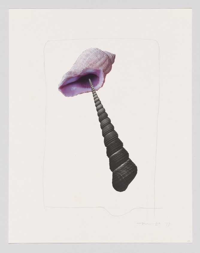 Untitled (two shells), 1973