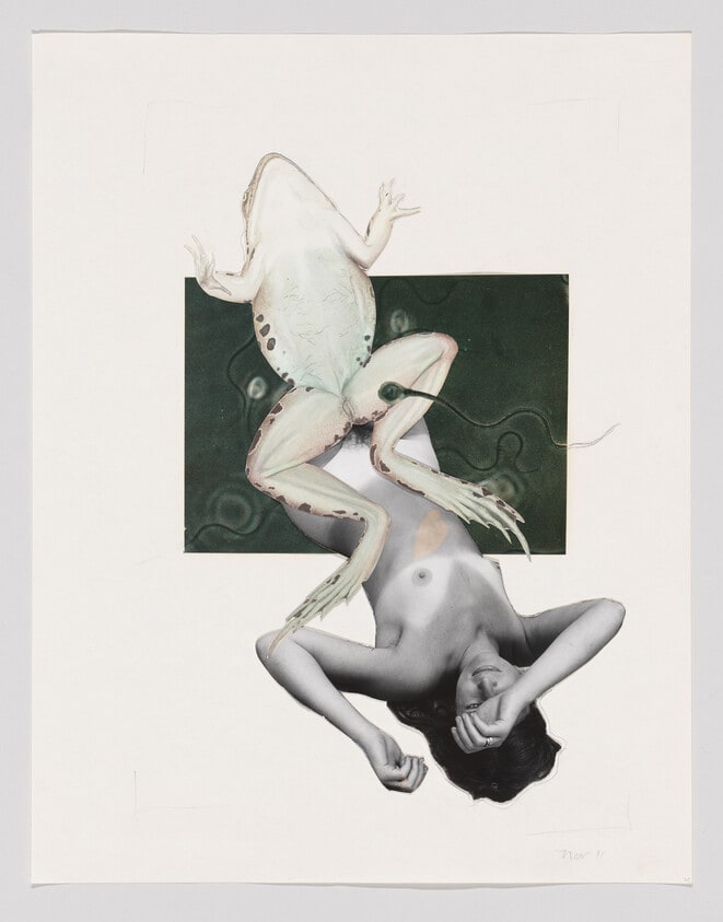 Untitled (Joanne, frog, and sperm)