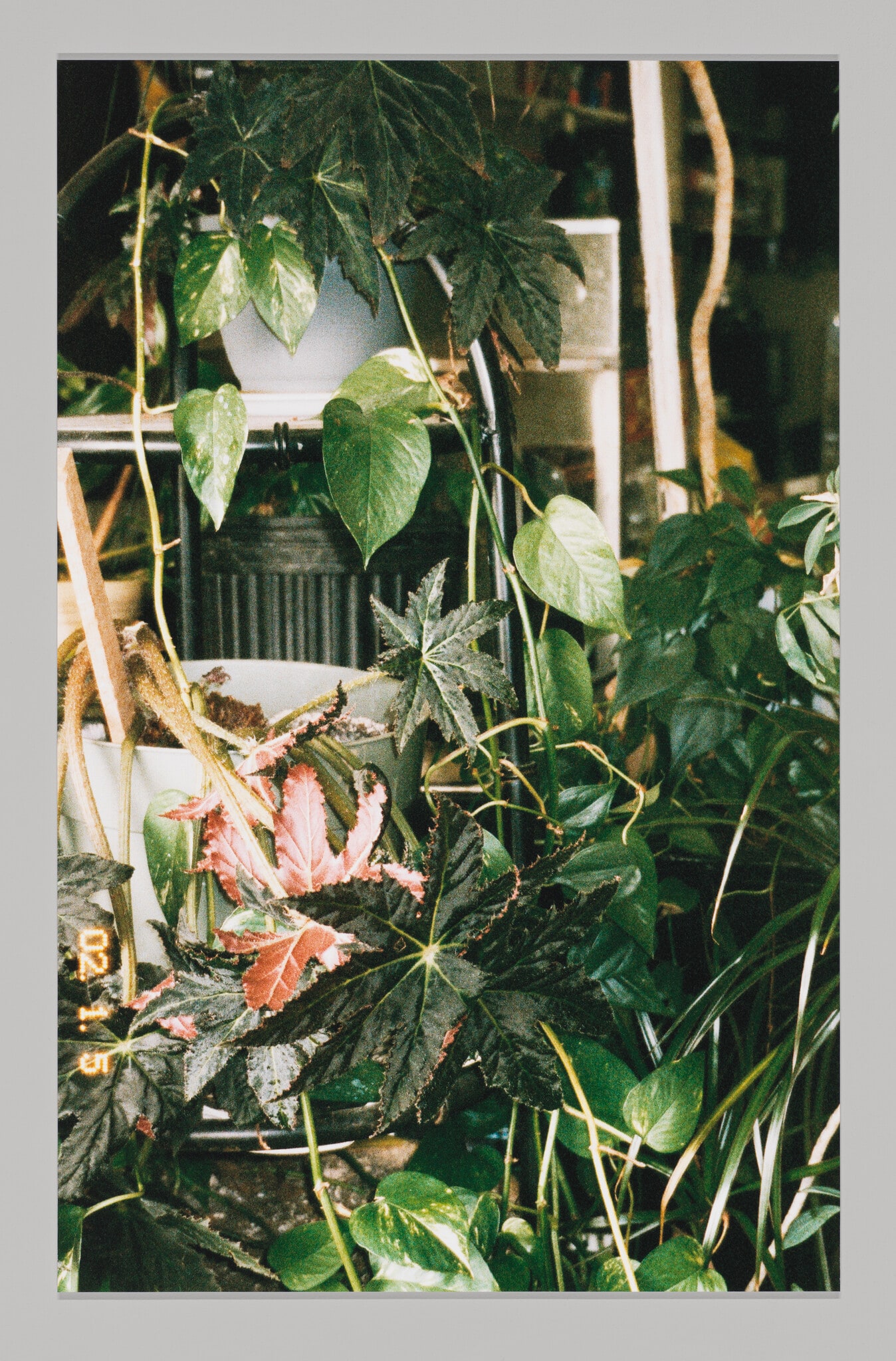 Window Card
