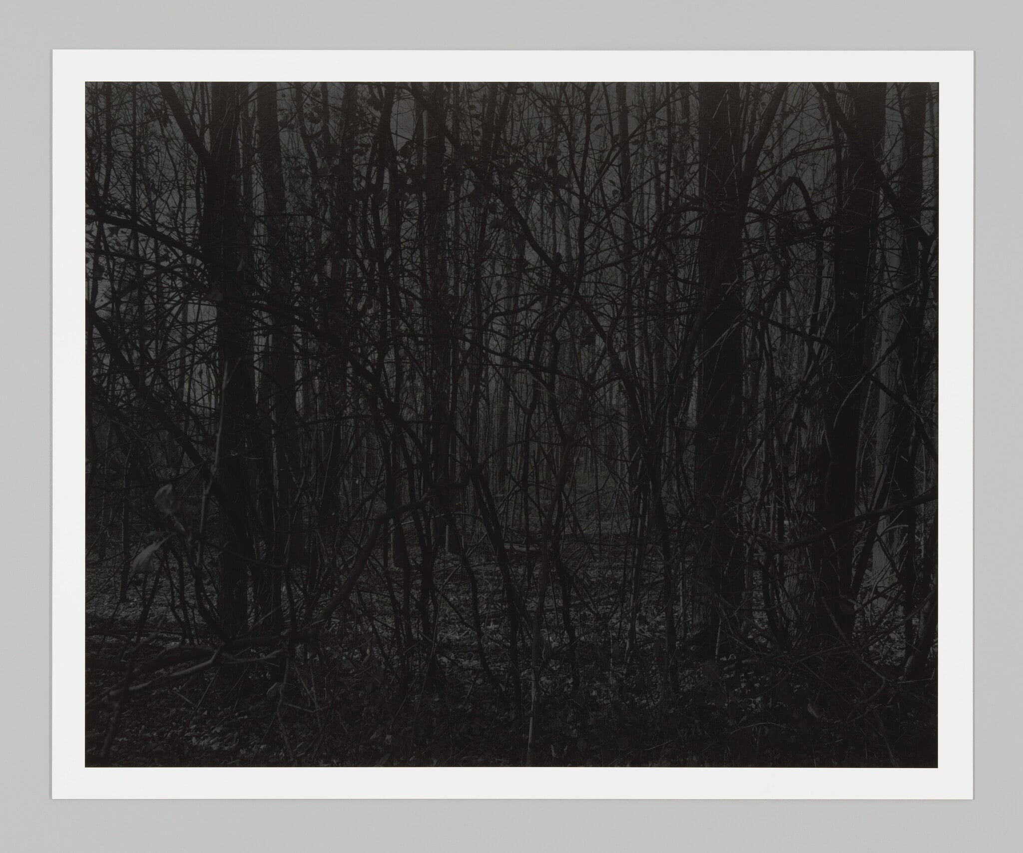 Night Coming Tenderly, Black: Untitled #17 (Forest)