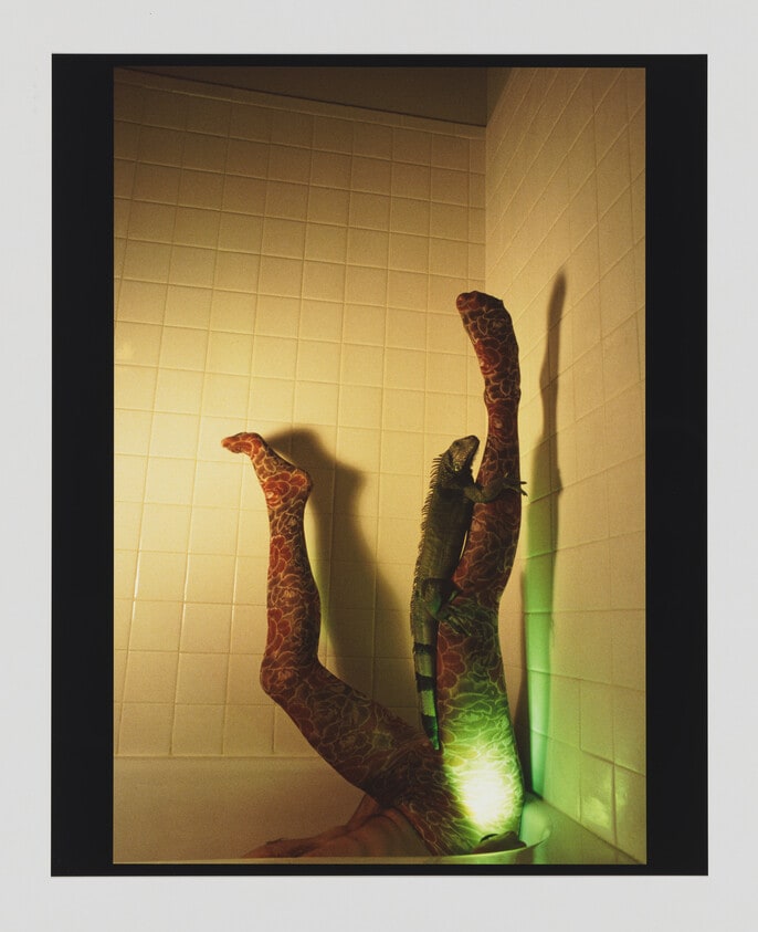 Iguana