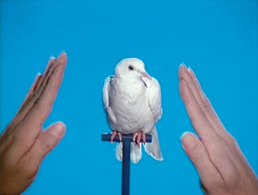 White Dove