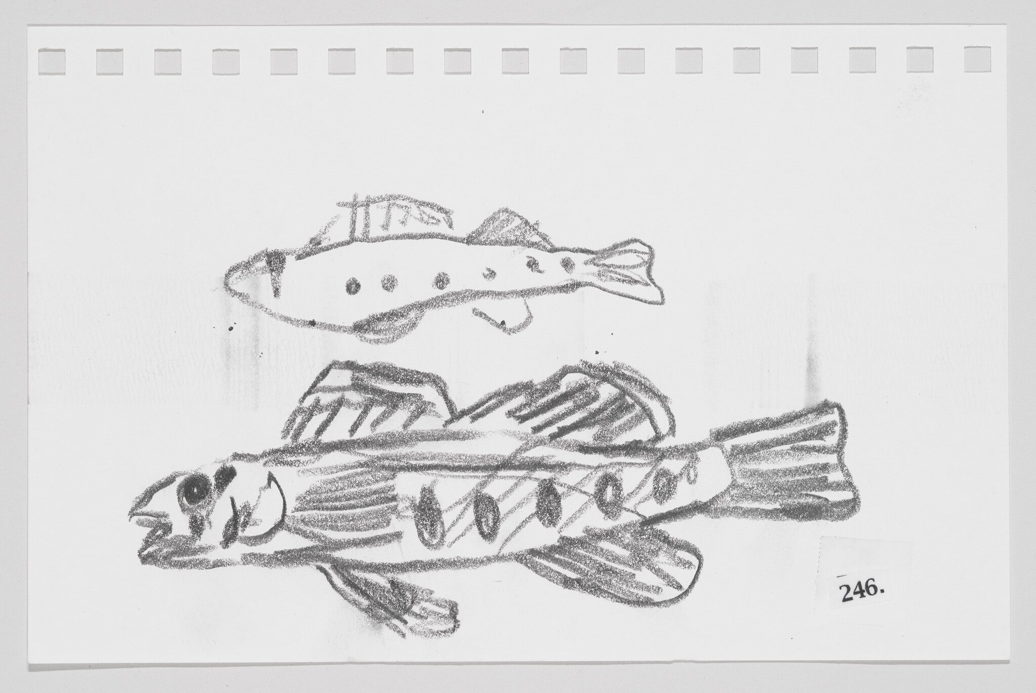 Redband Darter, #246