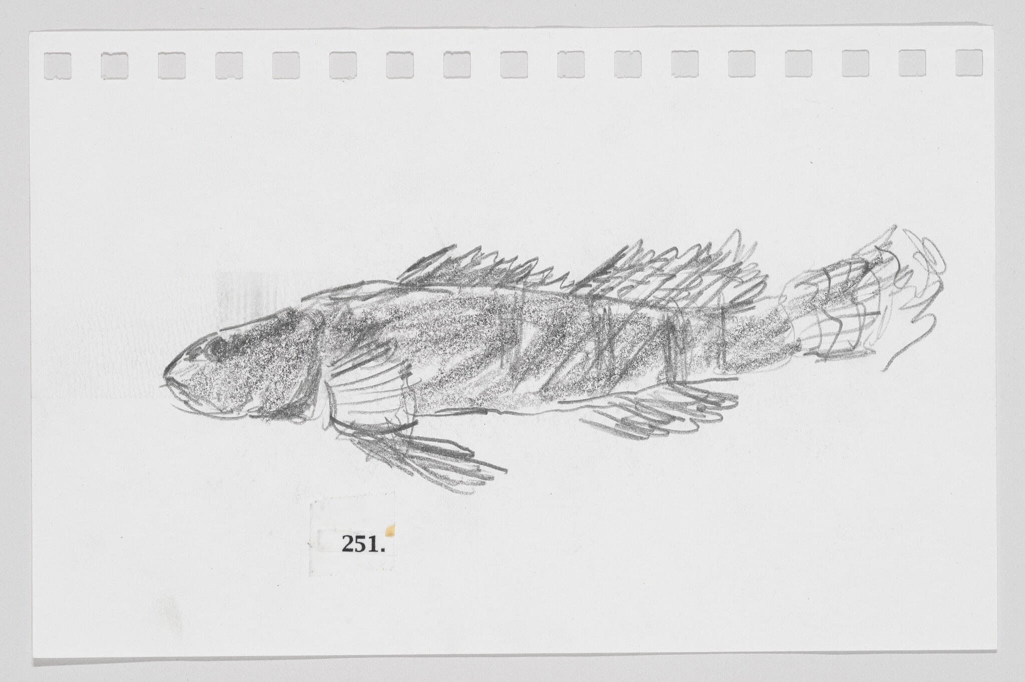Blackfin Darter, #251