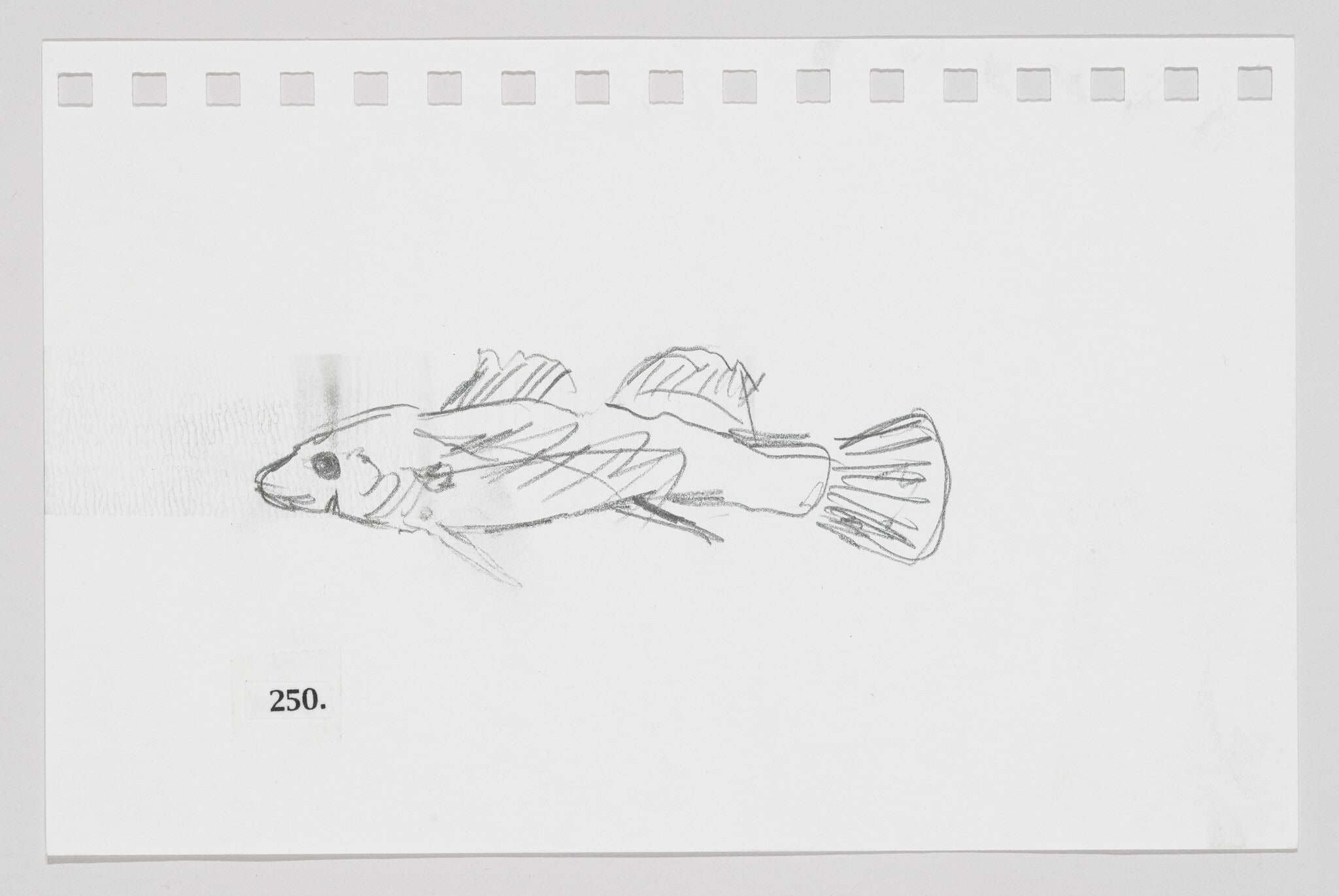 Lollypop Darter, #250