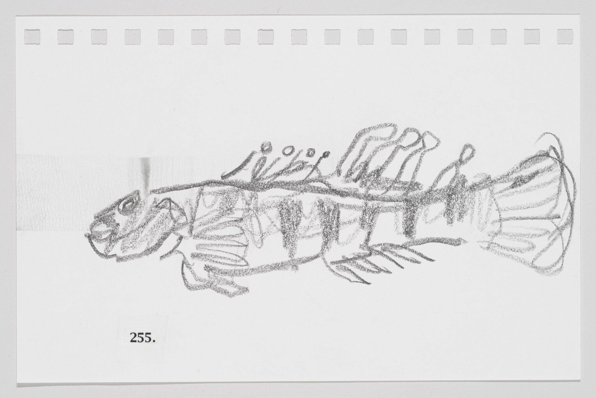Guardian Darter, #255