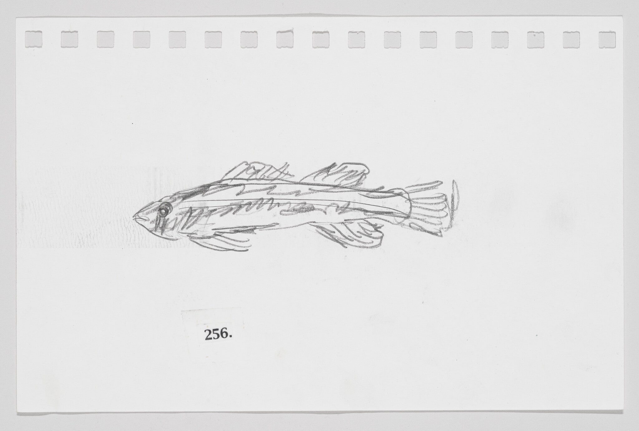 Goldstripe Darter, #256