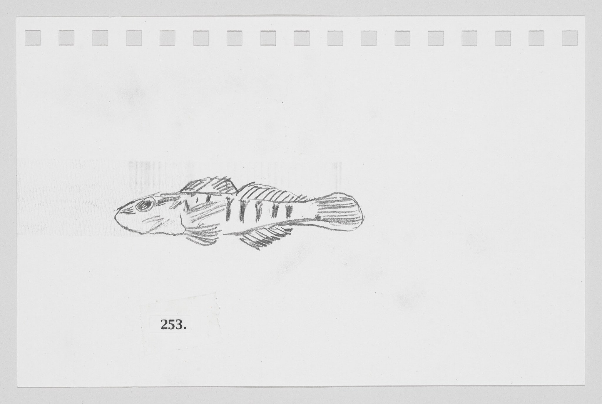 Barcheek Darter, #253