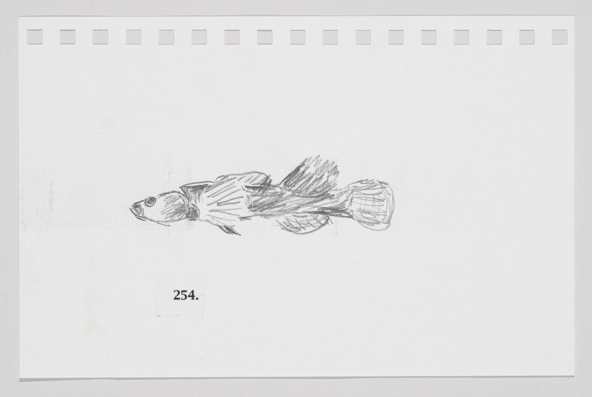 Dirty Darter, #254