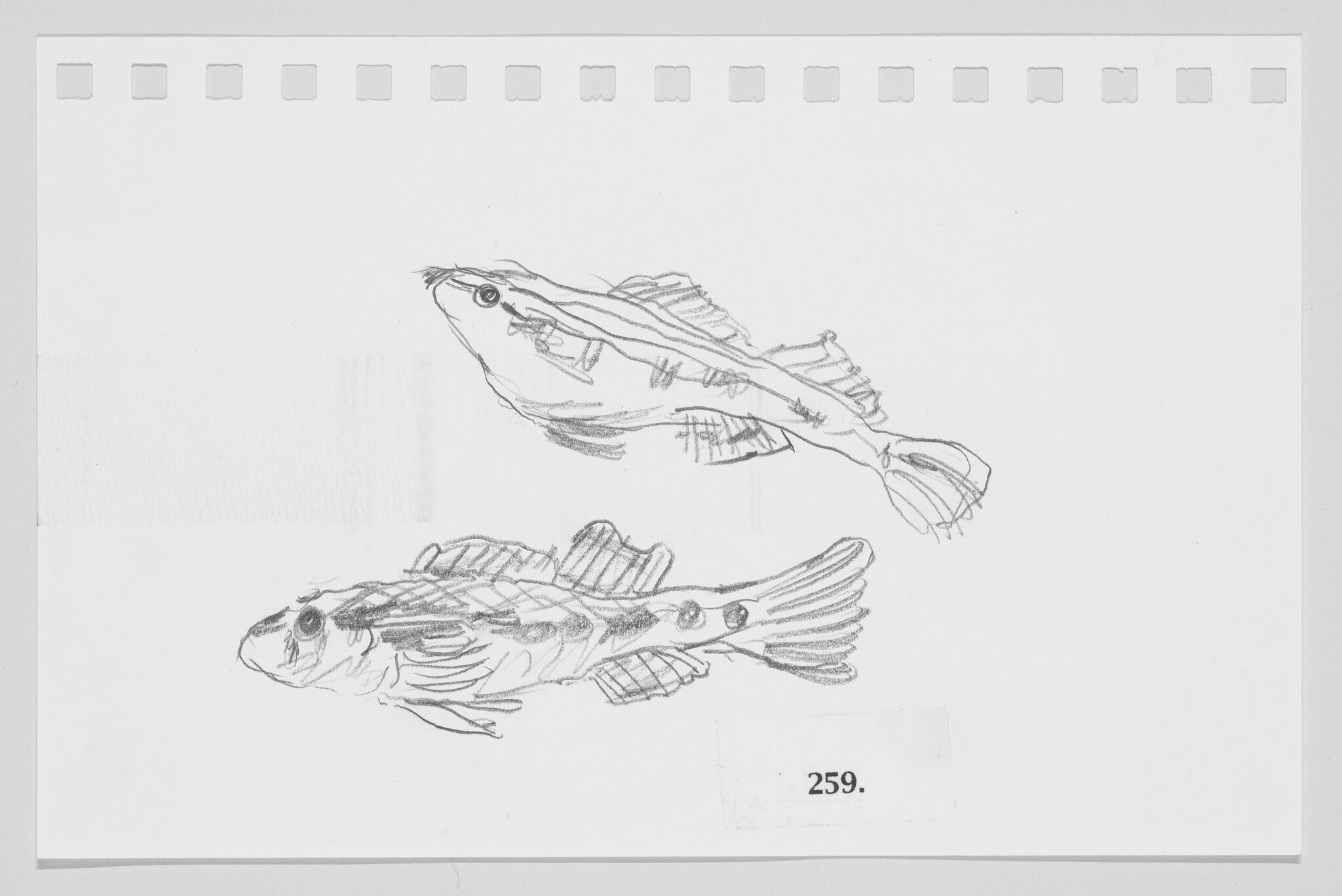 Firebelly Darter, #259