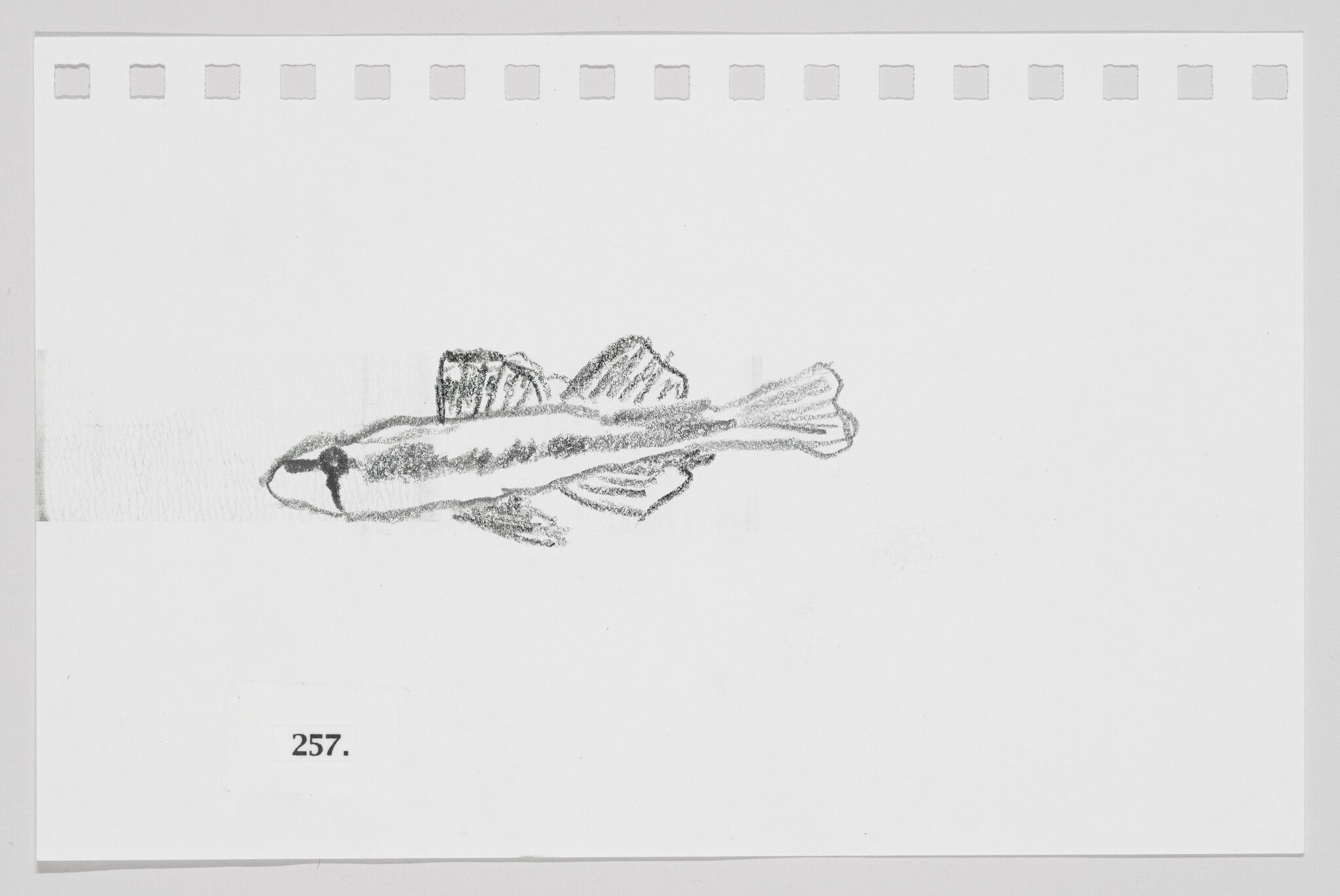 Cypress Darter, #257