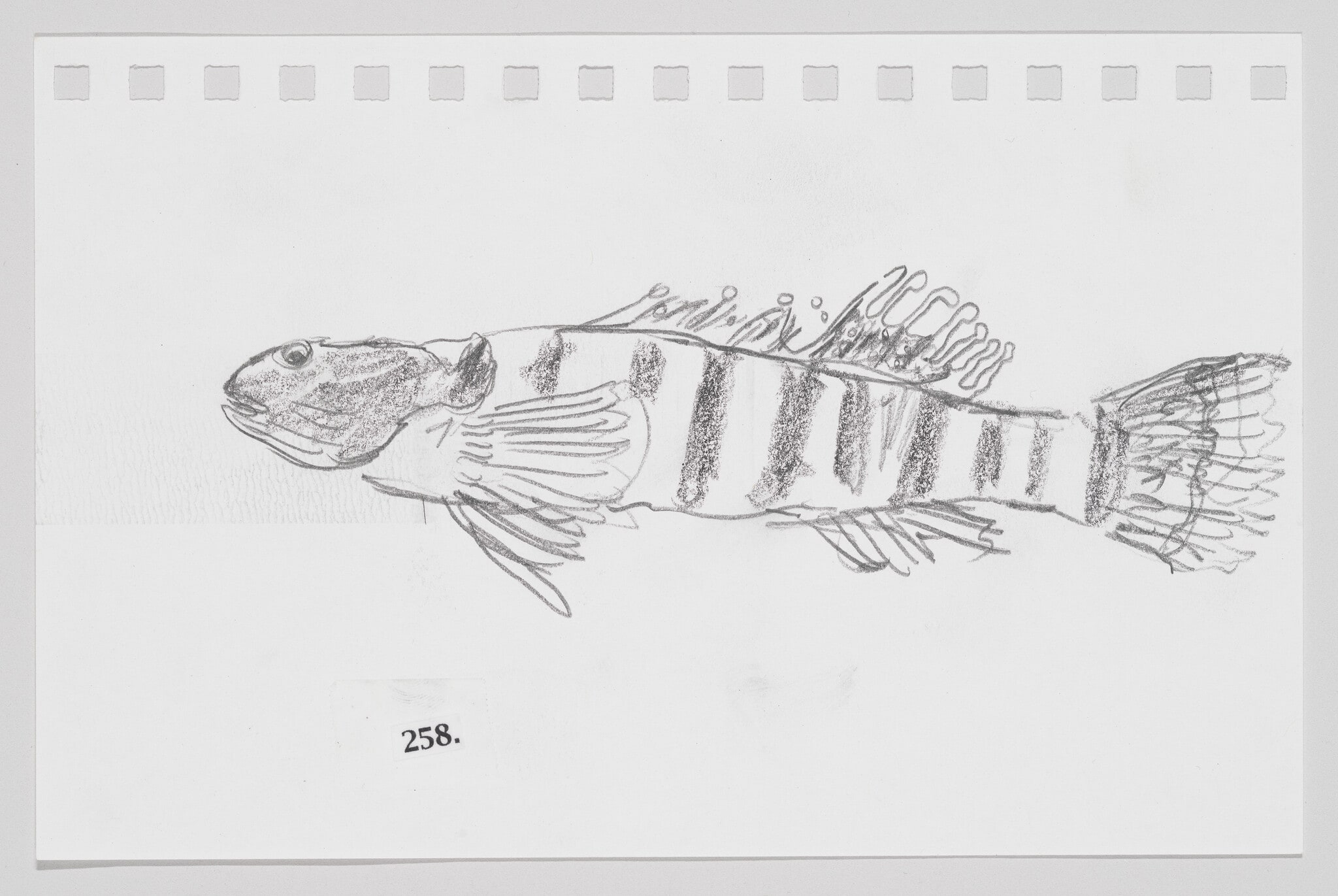 Egg-Mimic Darter, #258