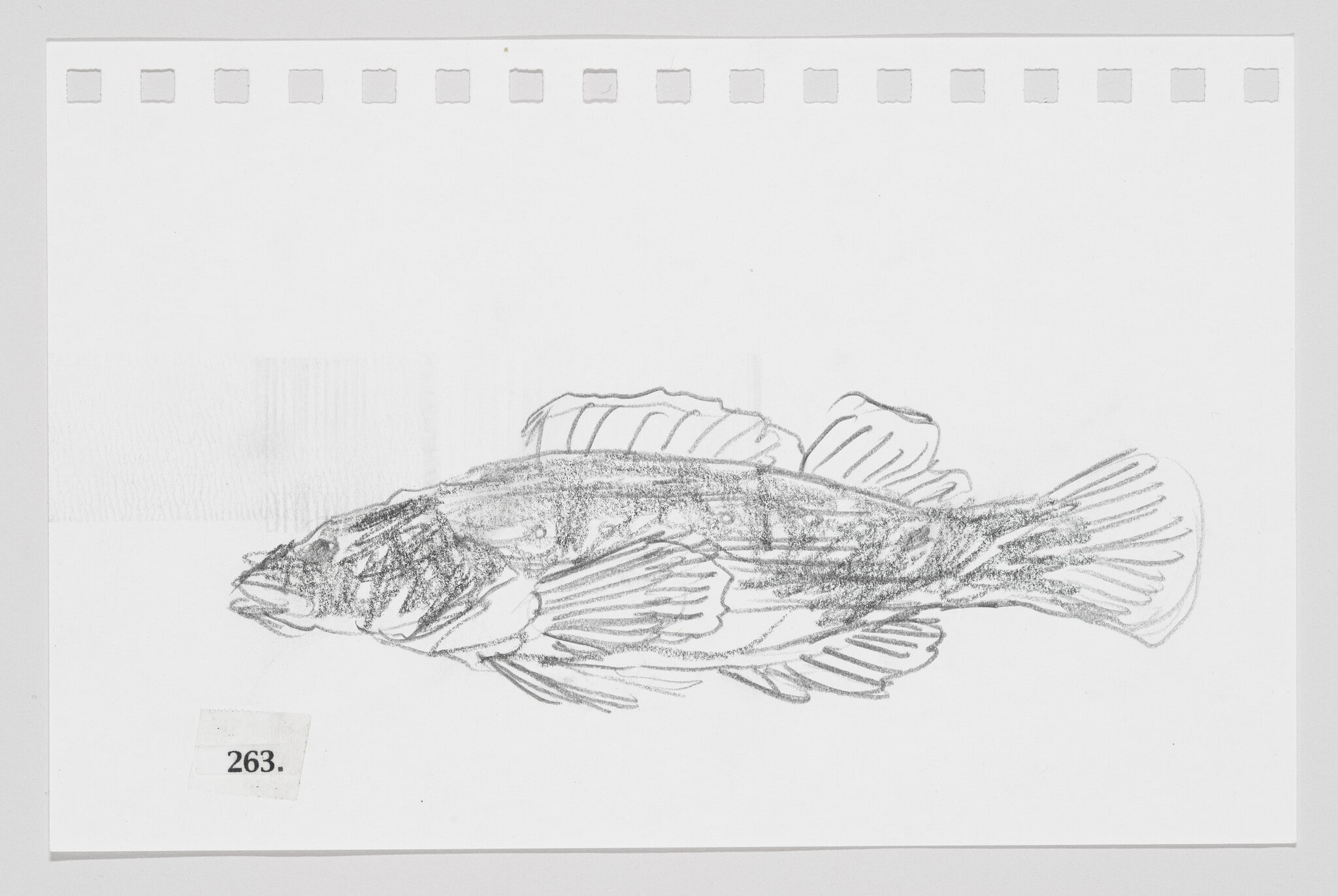 Bloodfin Darter, #263