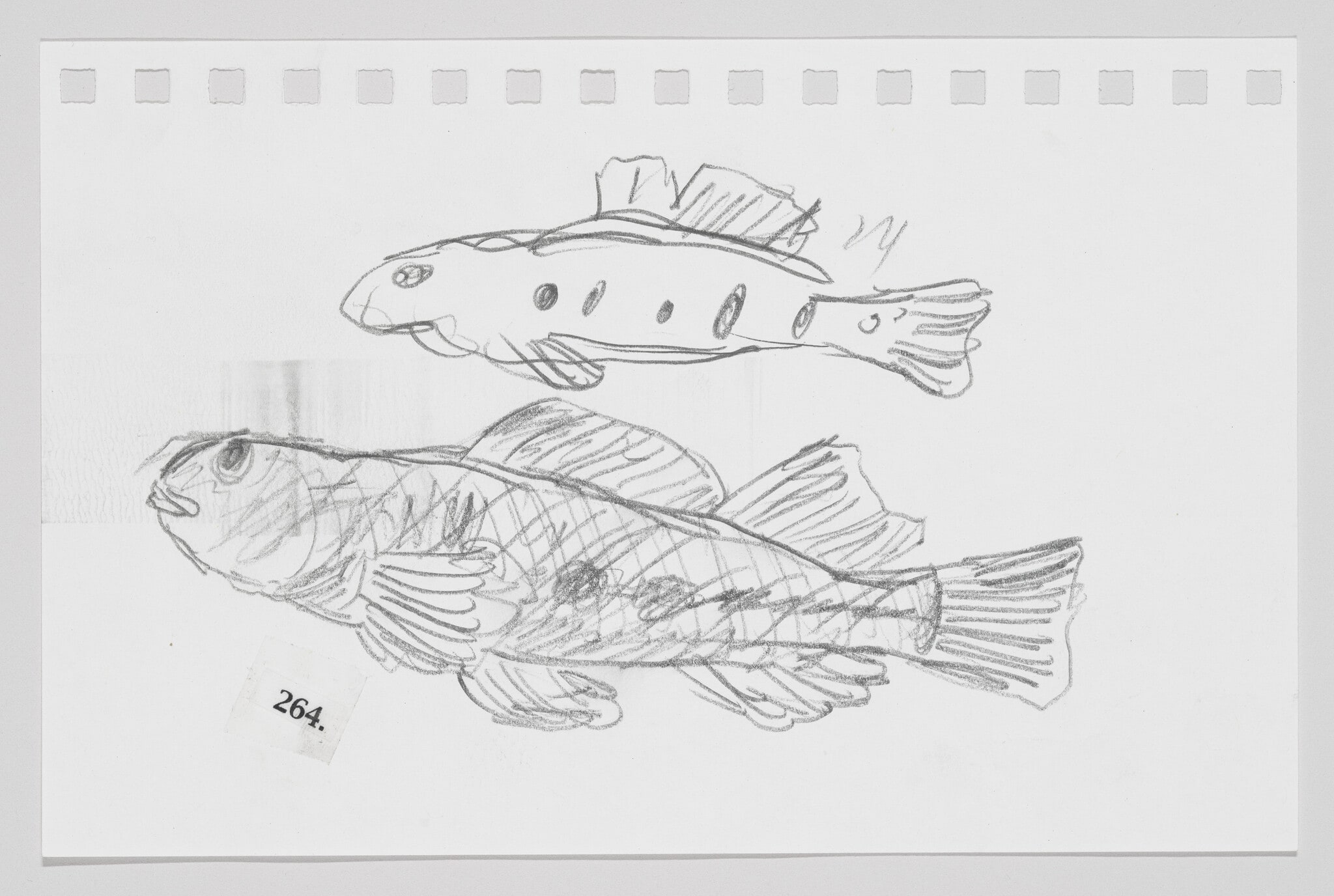 Snubnose Darter, #264
