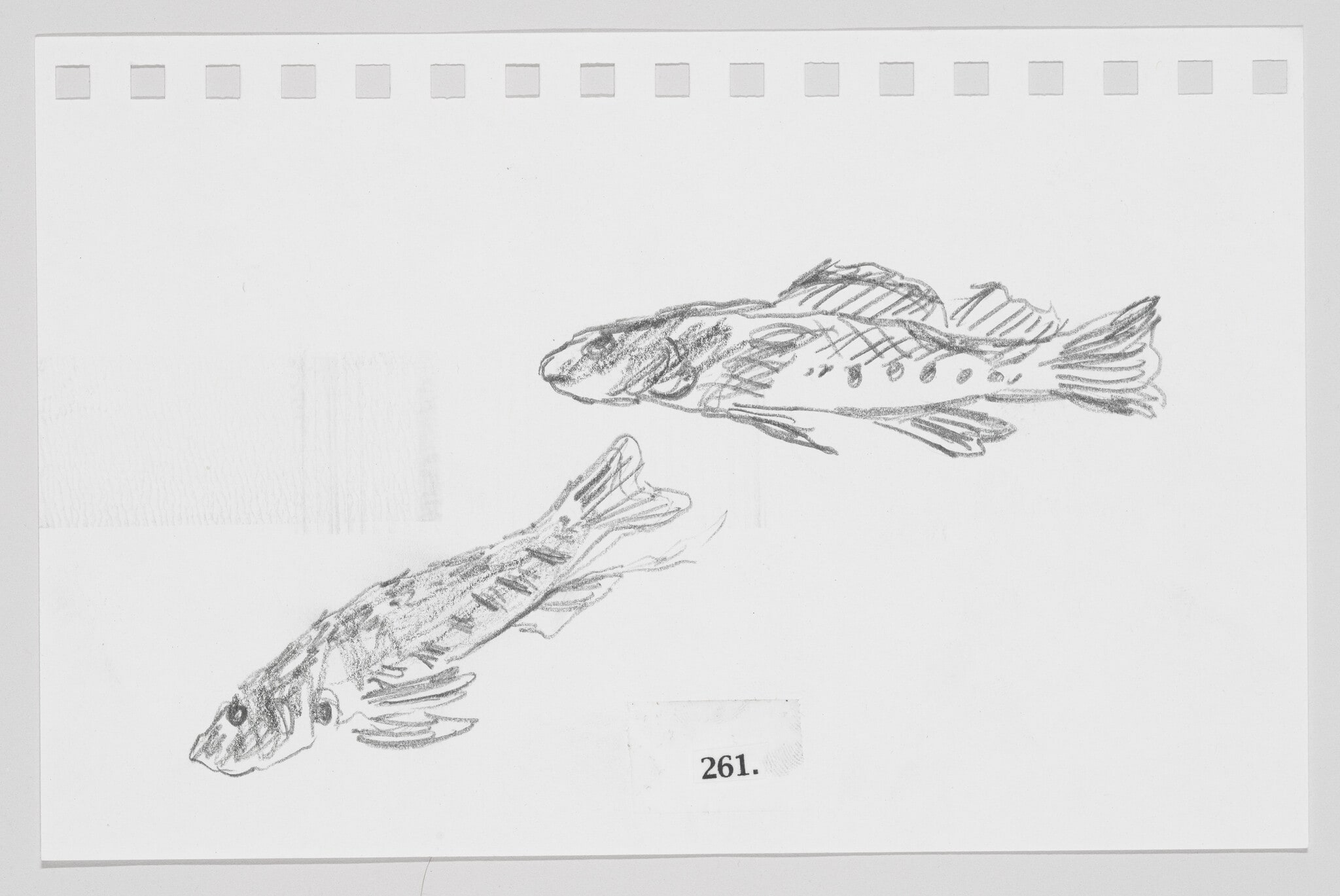 Rock Darter, #261