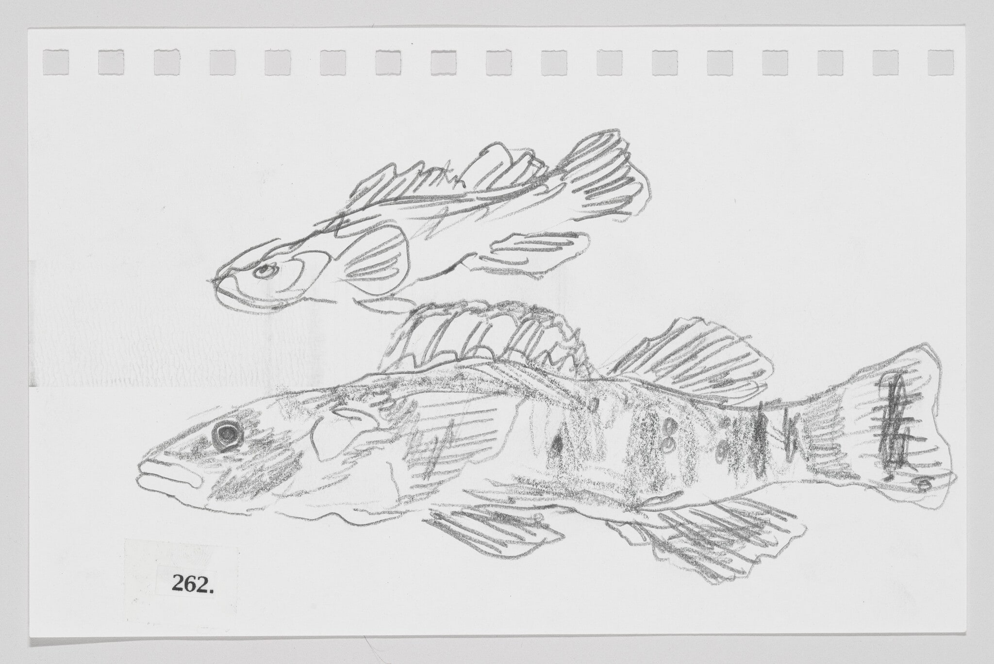 Arrow Darter, #262