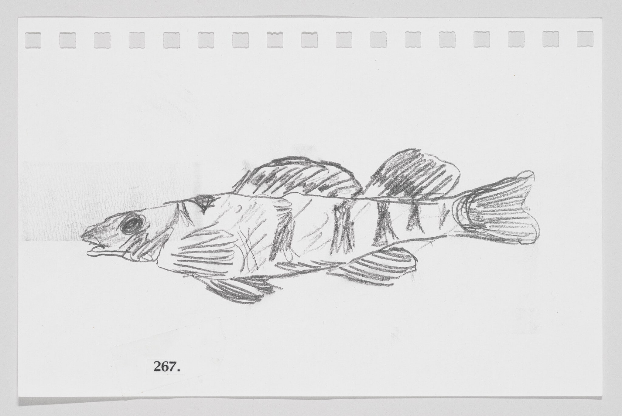 Speckled Darter, #267