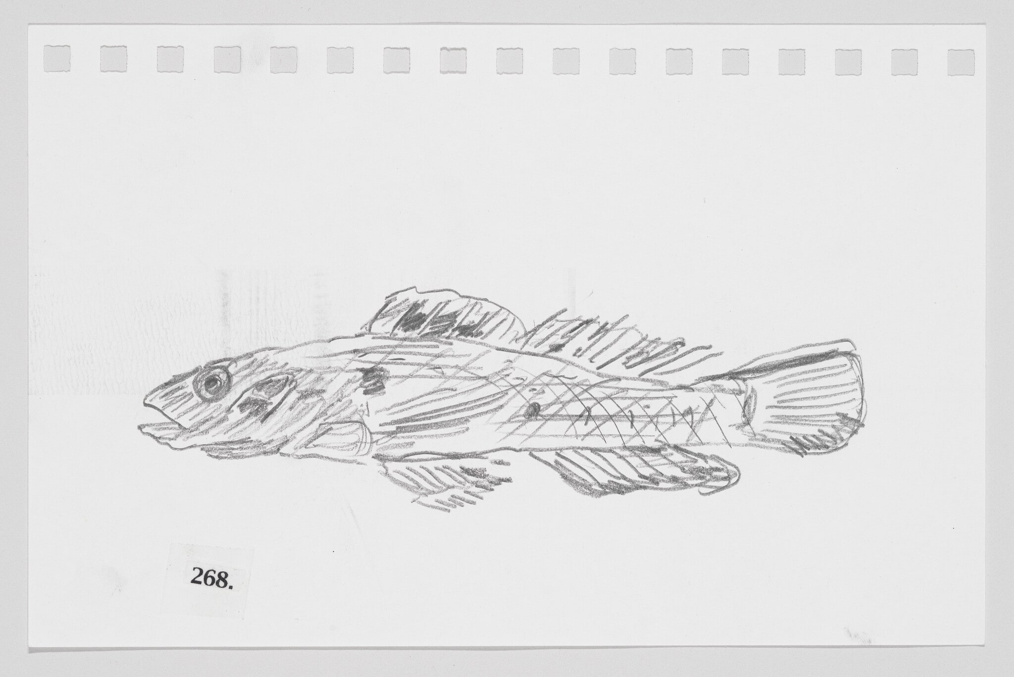 Striated Darter, #268