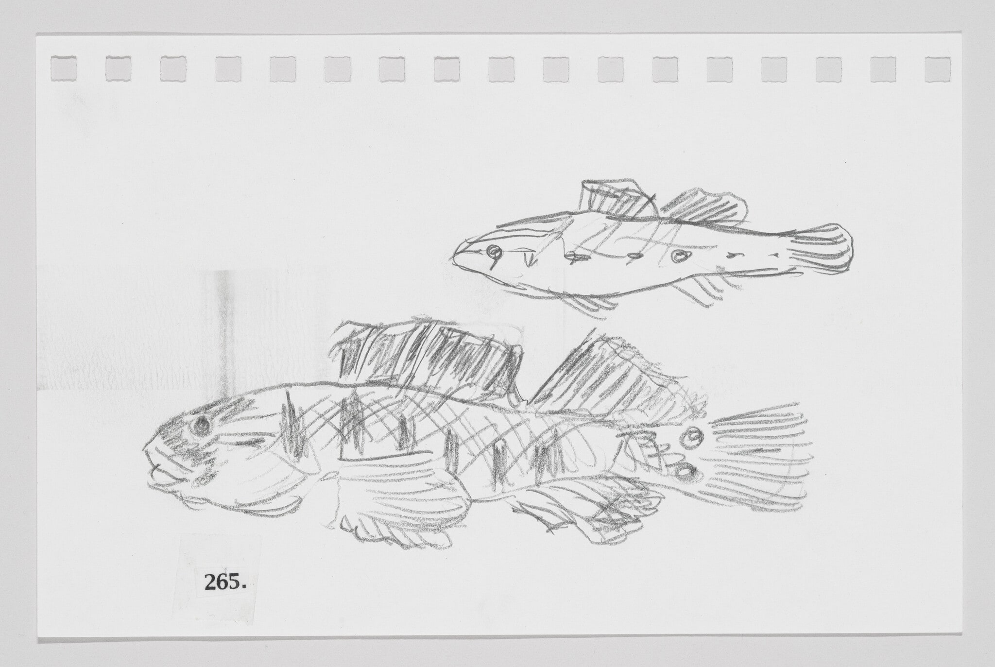 Orangethroat Darter, #265