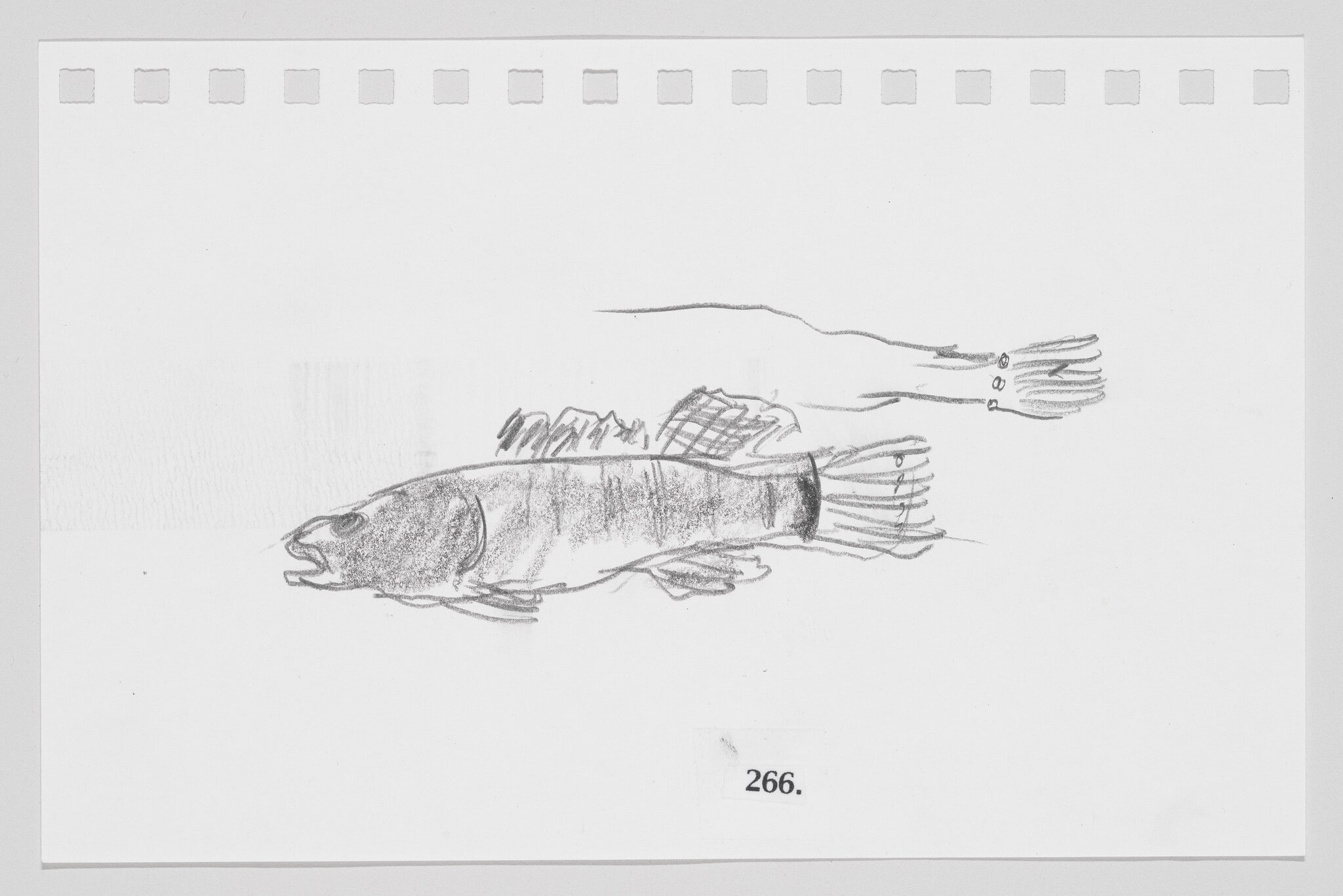 Spottail Darter, #266