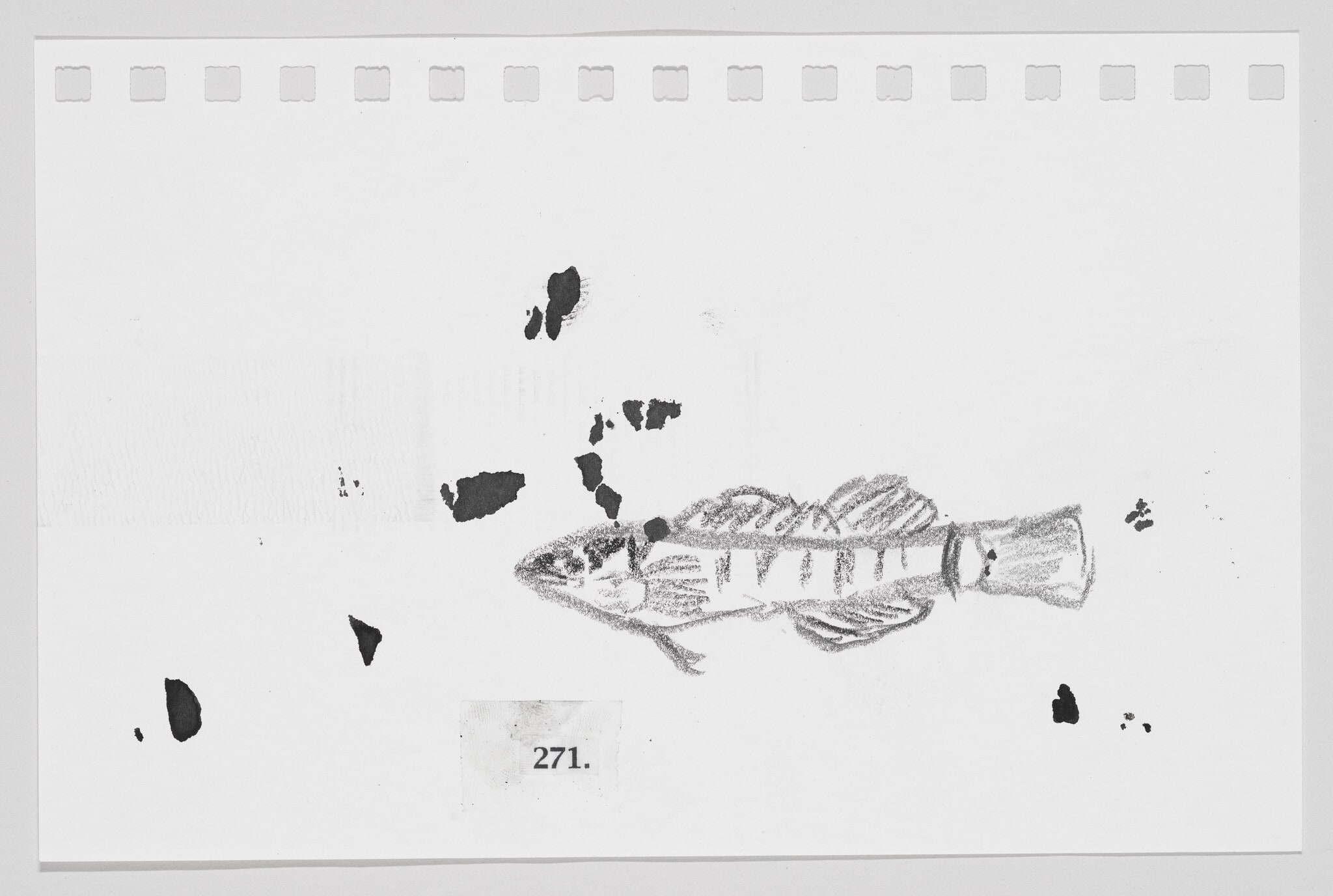 Tippecanoe Darter, #271