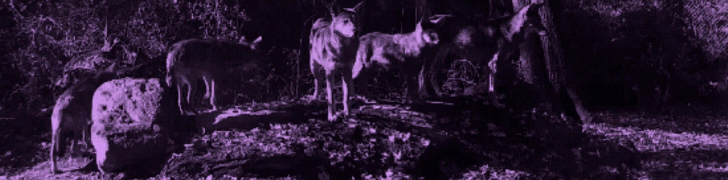 Wolf Nation
