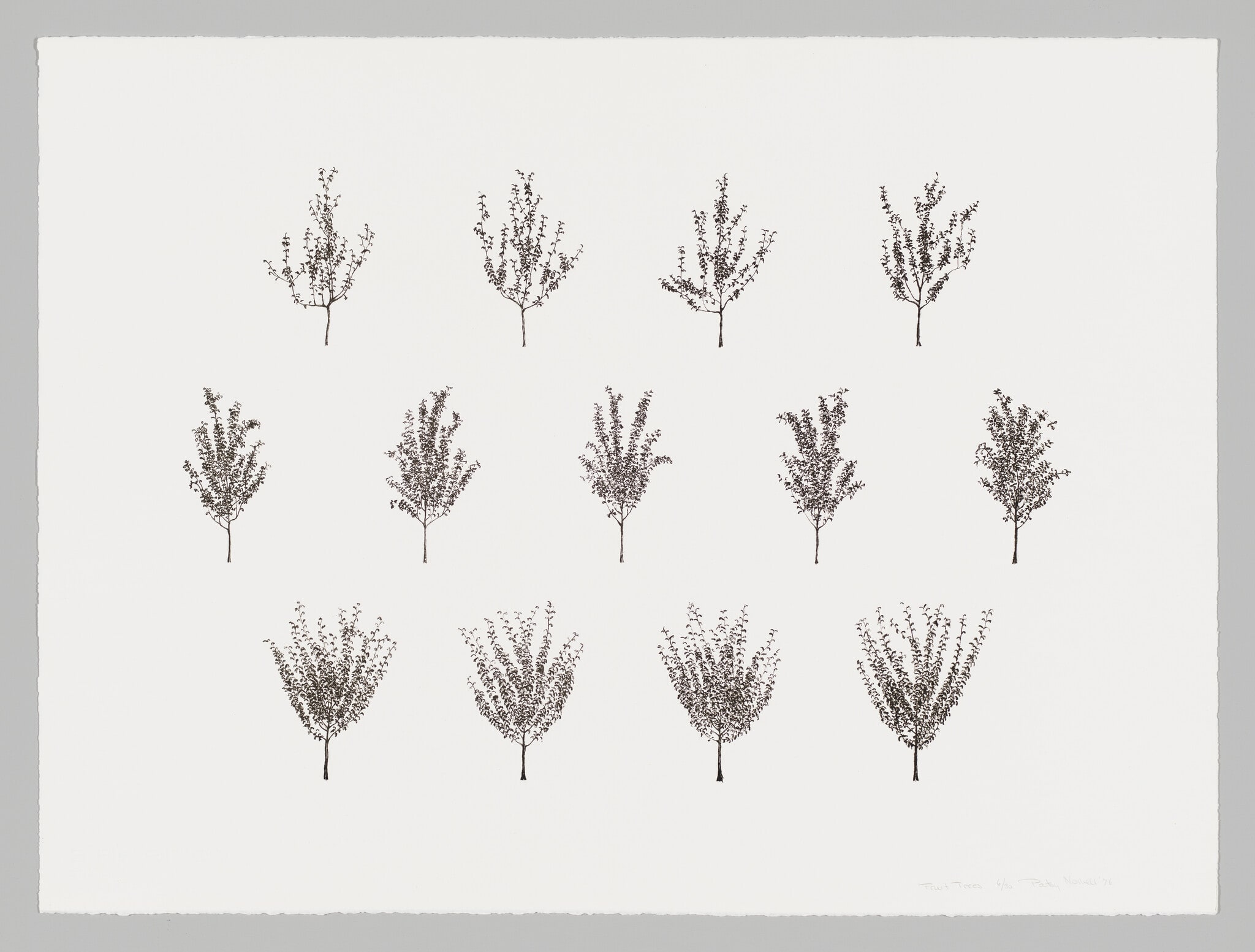 Fruit Trees