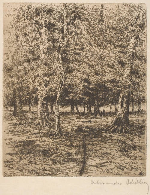 The Beech Forest