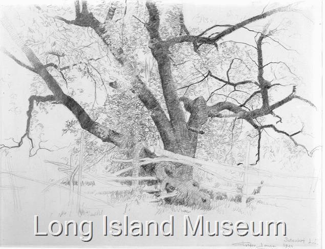 Tree, Setauket, Long Island