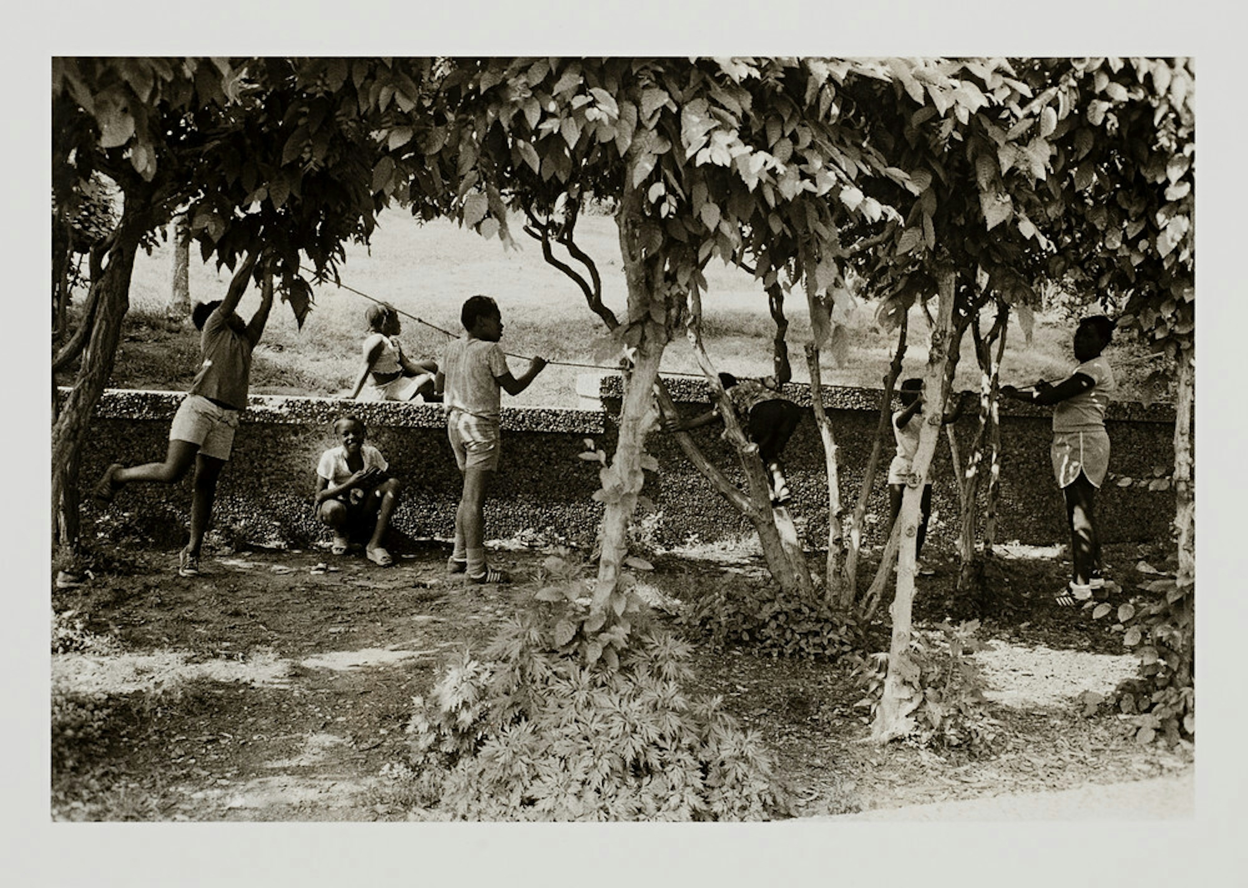 Black Eyes / Light Series (Children Playing in Trees)