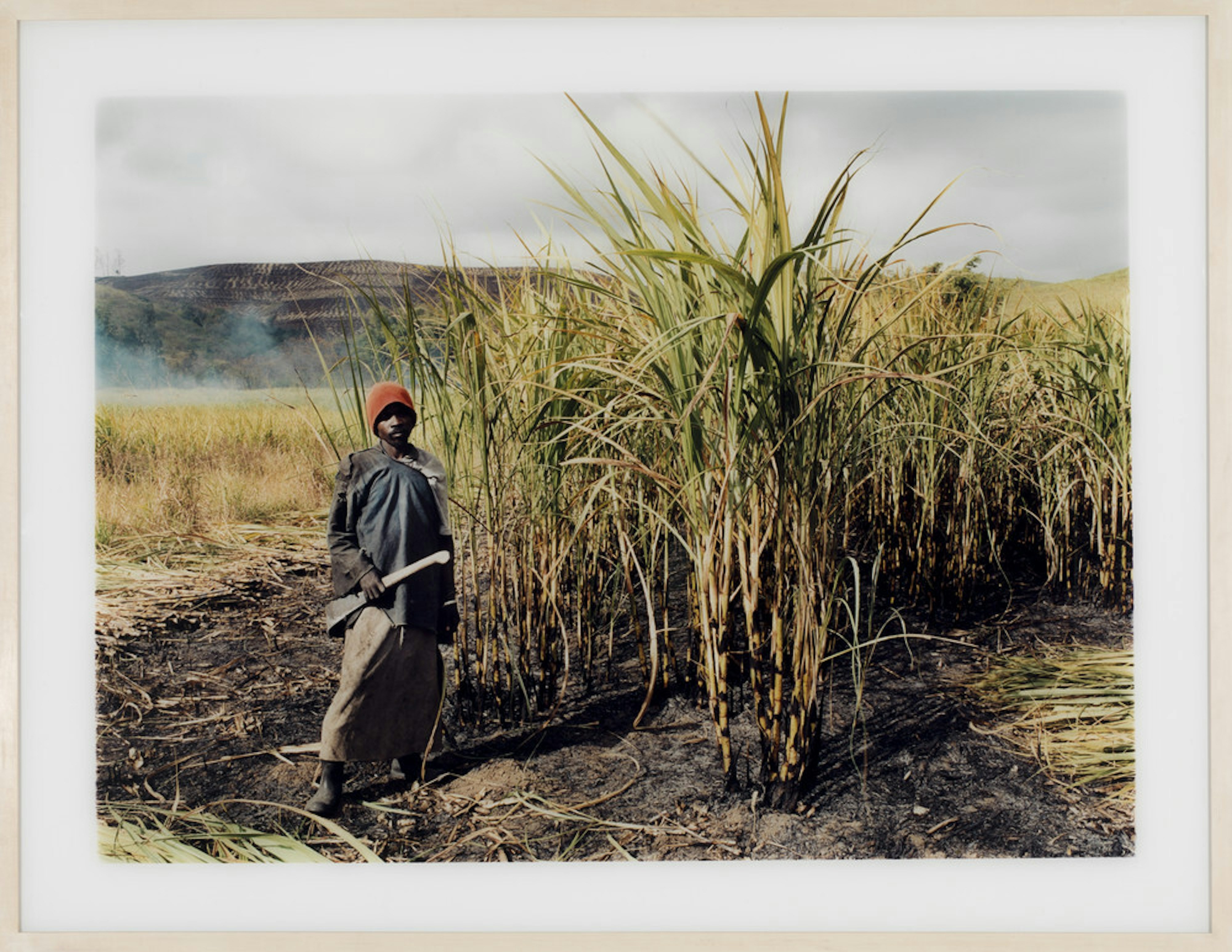 Untitled (from Sugar Cane series)