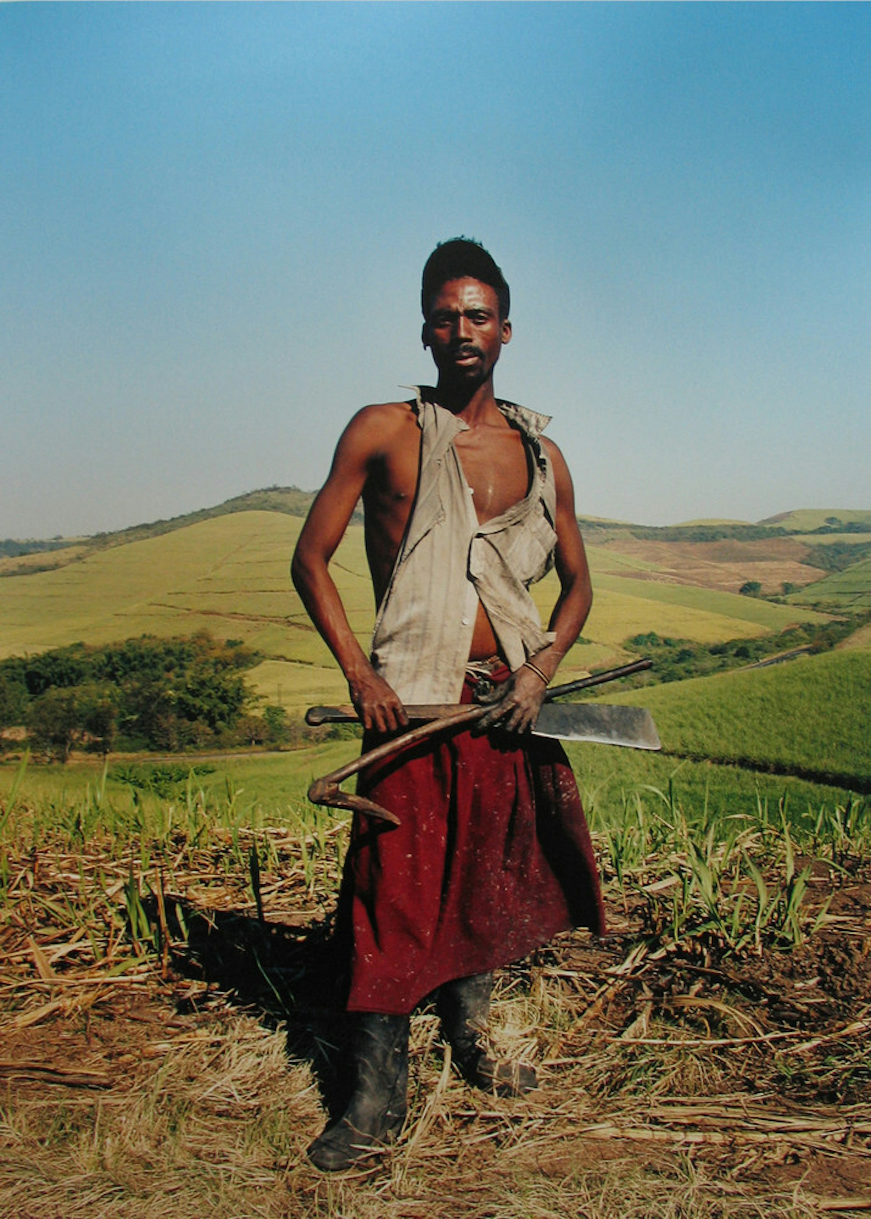 Untitled (from Sugar Cane series)