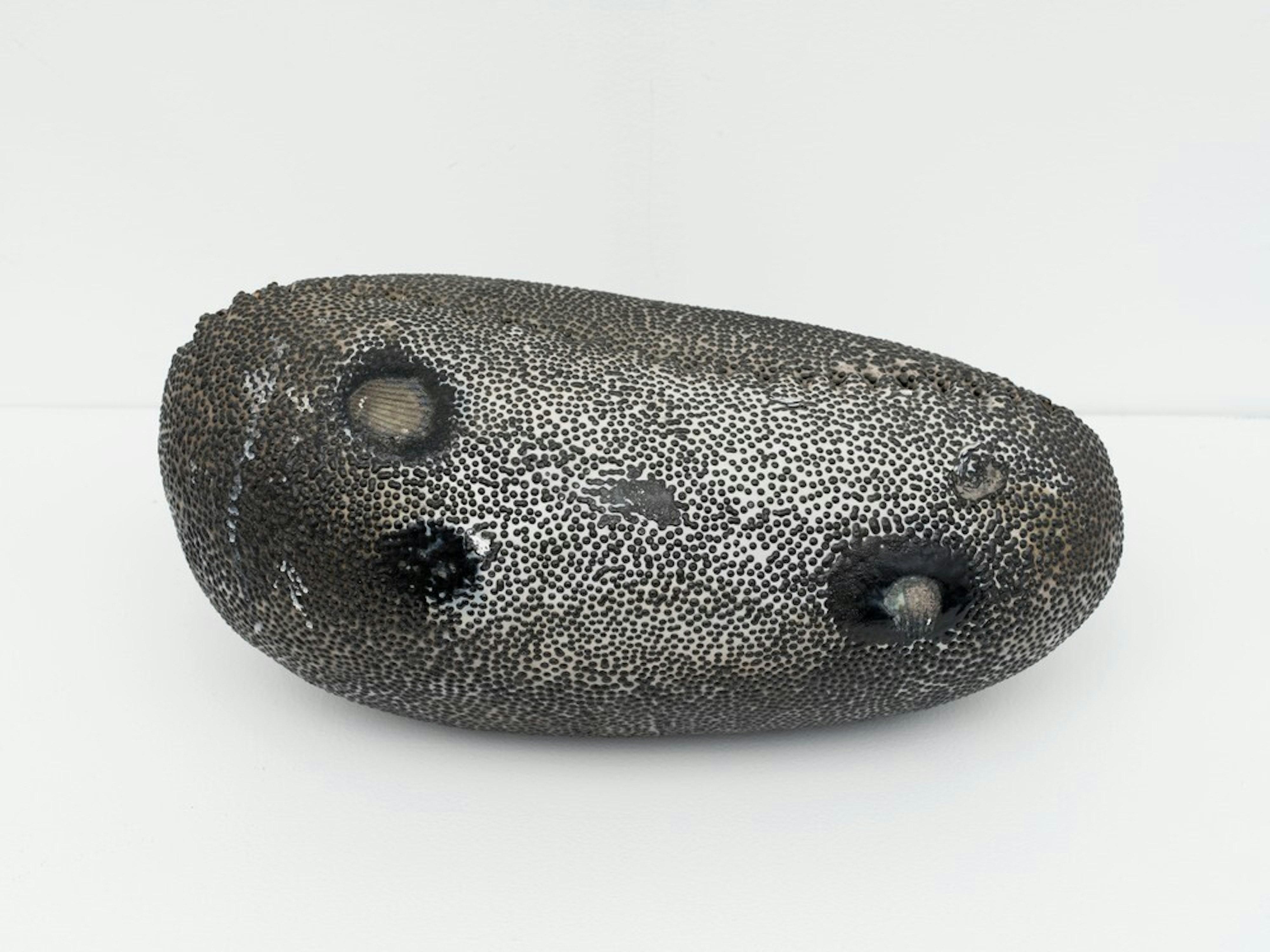 Untitled (Cowrie)