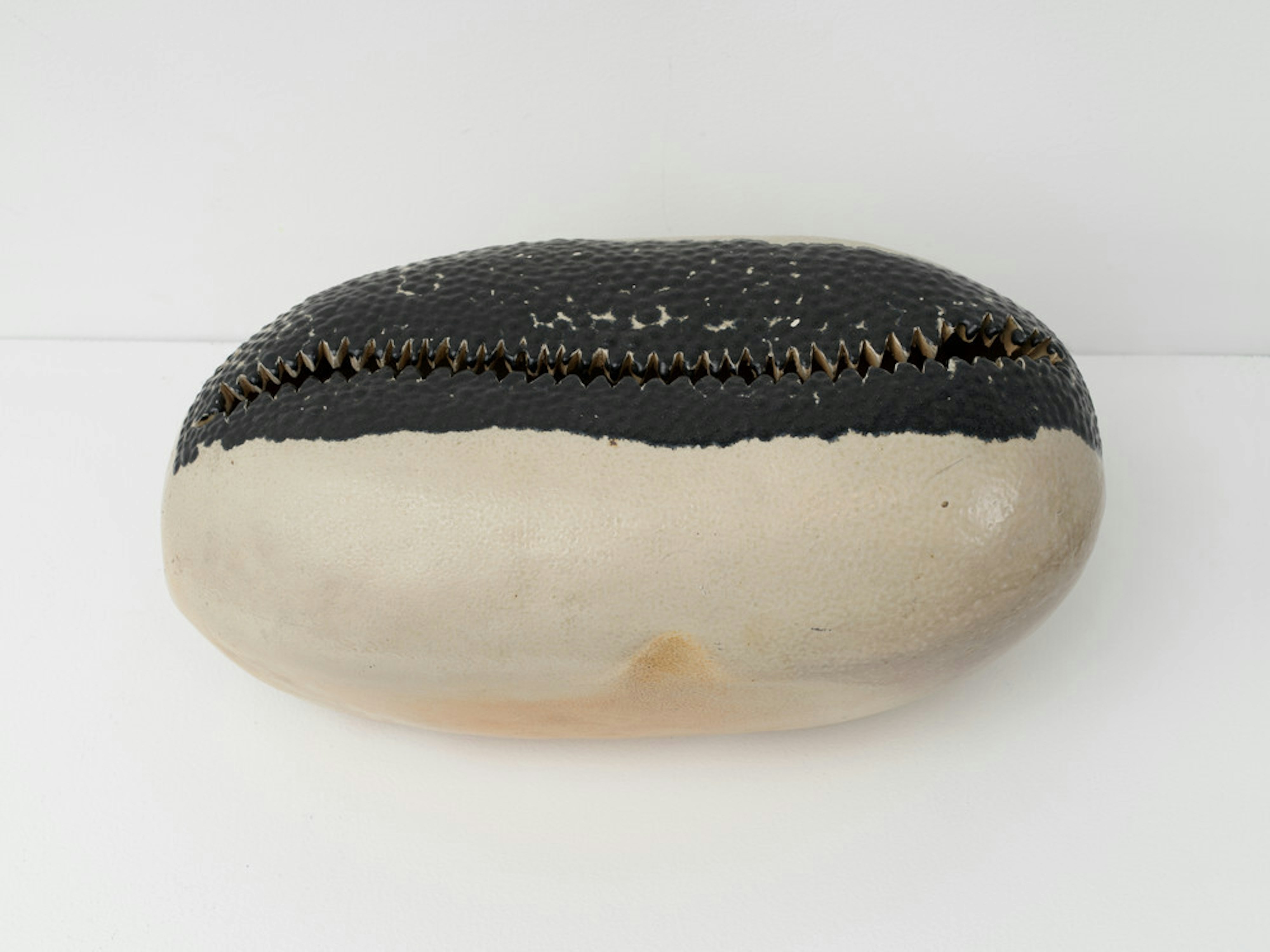Untitled (Cowrie)
