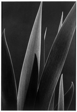 Iris Leaves
