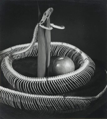 Snake Skeleton with Apple